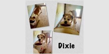 Boxer Dogs Available for Adoption in Hewitt, Texas - Dixie III | PetCurious