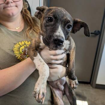 Alfie -  Boxer Dog for Adoption in Cleveland, Mississippi - Alfie | PetCurious