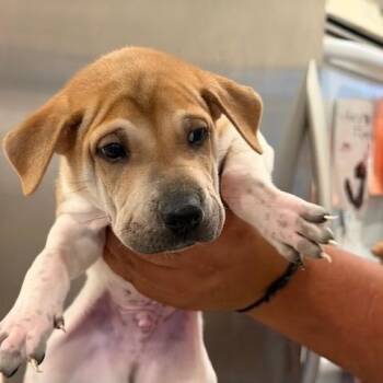 Schmidt -  Shar Pei Dog for Adoption in Agua Dulce, California - Schmidt | PetCurious