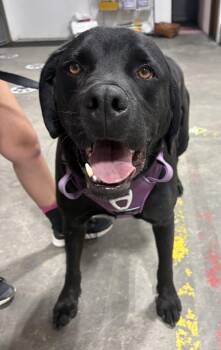Abbott -  Black Labrador Retriever and Rottweiler Dog for Adoption in Billings, Montana - Abbott | PetCurious