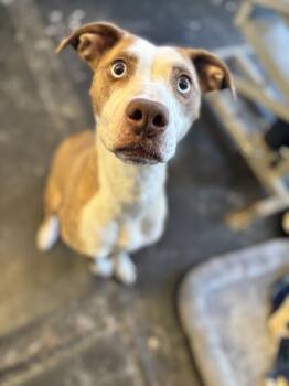 Pit Bull Terrier and Husky Dogs Available for Adoption - Winter | PetCurious