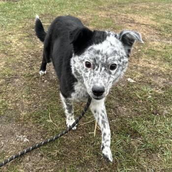 Australian Cattle Dog Blue Heeler and Australian Shepherd Dogs Available for Adoption in Wadena, Minnesota - Skippy | PetCurious