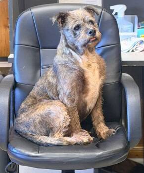 Terrier Dogs Available for Adoption - Bella | PetCurious