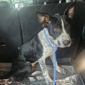 Chaplin -  Australian Cattle Dog Blue Heeler Dog for Adoption in Mount Vernon, Arkansas - Chaplin | PetCurious