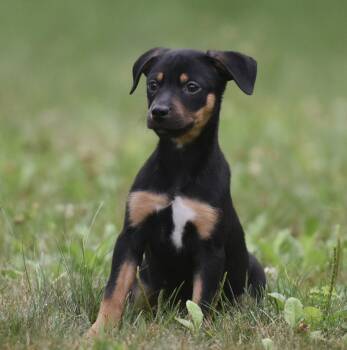 Gina -  Pit Bull Terrier Dog for Adoption in Mechanicsburg, Pennsylvania - Gina | PetCurious