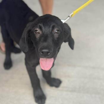 Labrador Retriever Dogs Available for Adoption in Wando, South Carolina - Castle | PetCurious