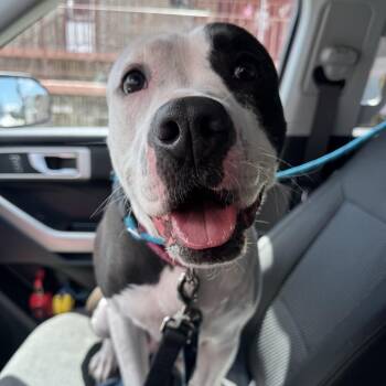 Rescue Pit Bull Terrier Dogs for Adoption in Newark, New Jersey - Felicity | PetCurious
