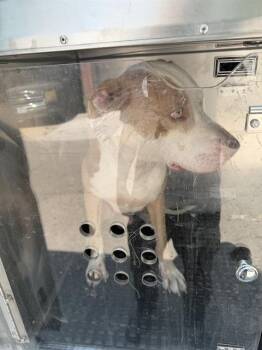 LIN -  Mixed Breed Dog for Adoption in Dallas, Texas - LIN | PetCurious