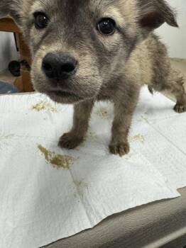 Husky and Mixed Breed Dogs Available for Adoption in Calgary, Alberta - Trickster | PetCurious