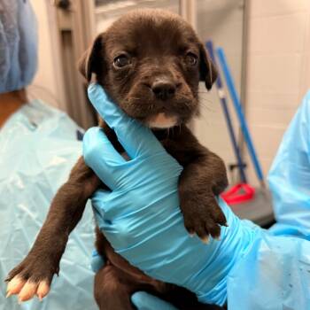 Tzatziki -  Mixed Breed Dog for Adoption in West Palm Beach, Florida - Tzatziki | PetCurious