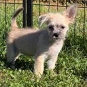 Buttercup -  Chihuahua and Wirehaired Terrier Dog for Adoption in Potomac, Maryland - Buttercup | PetCurious