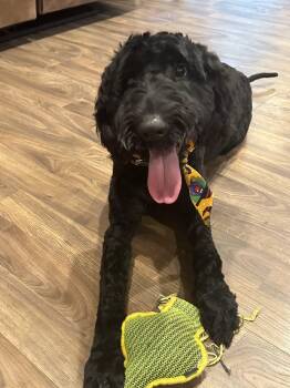 Labradoodle Dogs Available for Adoption in Leesburg, Alabama - Hank | PetCurious