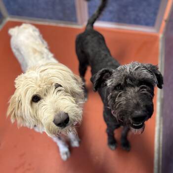 Dove & Raven -  Sheepadoodle Dog for Adoption in Ridgway, Colorado - Dove & Raven | PetCurious