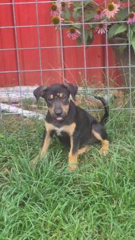 Howle -  Mixed Breed Dog for Adoption in Taycheedah, Wisconsin - Howle | PetCurious