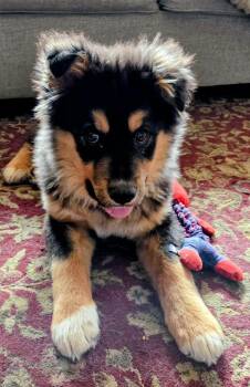 Shepherd Dogs Available for Adoption - Buddy | PetCurious