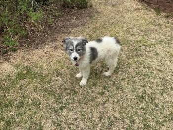 Great Pyrenees and Mixed Breed Dogs Available for Adoption in Fort Collins, Colorado - Scout | PetCurious