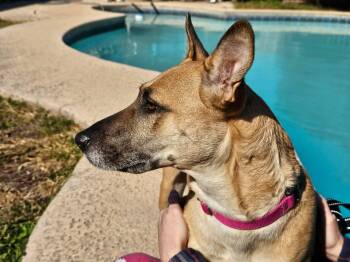 Belgian Shepherd Malinois and German Shepherd Dog Dogs Available for Adoption - Vicky - The Best Hugger | PetCurious