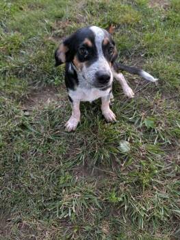 Levi - Coming Soon in KC -  Beagle Dog for Adoption in Overland Park, Kansas - Levi - Coming Soon In KC | PetCurious