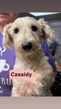 Cassidy -  Miniature Poodle Dog for Adoption in Semmes, Alabama - Cassidy | PetCurious