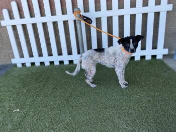 Australian Cattle Dog Blue Heeler and Border Collie Dogs Available for Adoption in Modesto, California - PATCHES | PetCurious