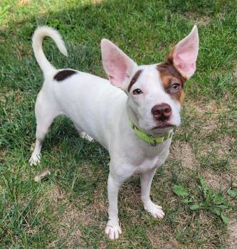 Howie (AO37363) -  Terrier Dog for Adoption in Kansas City, Kansas - Howie (AO37363) | PetCurious