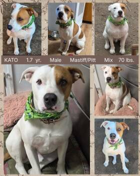 Mastiff and Pit Bull Terrier Dogs Available for Adoption - KATO | PetCurious