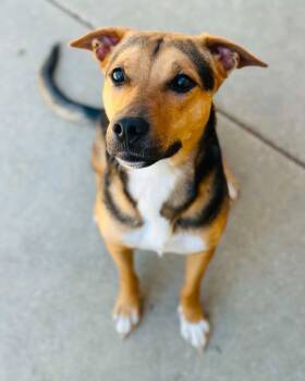 Dena -  Mixed Breed and Hound Dog for Adoption in Fremont, Michigan - Dena | PetCurious