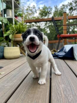 Rescue Australian Cattle Dog Blue Heeler and Siberian Husky Dogs for Adoption in Pflugerville, Texas - Pinky | PetCurious