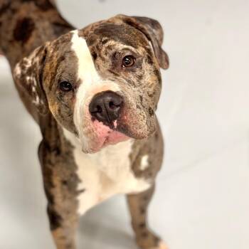 Pit Bull Terrier Dogs Available for Adoption - Zed ~ Coming Soon!!! | PetCurious