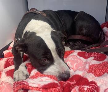 Rescue Pit Bull Terrier and Mixed Breed Dogs for Adoption in San Jose, California - PENGUIN | PetCurious