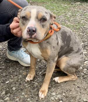 Mixed Breed Dogs Available for Adoption in Mckeesport, Pennsylvania - Pearl | PetCurious
