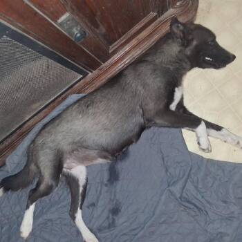 Daisy Mae -  Husky and Mixed Breed Dog for Adoption in Midland, Texas - Daisy Mae | PetCurious
