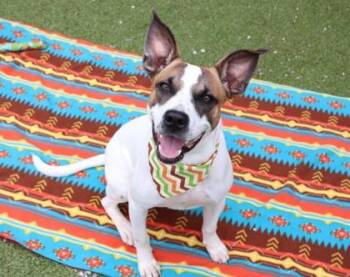 Dax- Project Homebound -  Mixed Breed Dog for Adoption in Athens, Georgia - Dax- Project Homebound | PetCurious