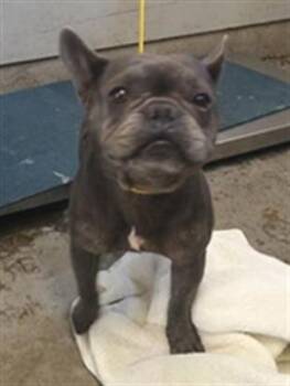 CHIP -  French Bulldog Dog for Adoption in Camarillo, California - CHIP | PetCurious