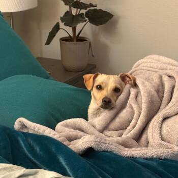 Terrier Dogs Available for Adoption - Olive | PetCurious