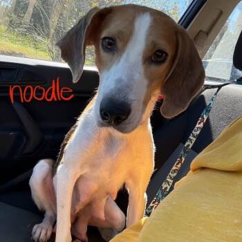 Rescue Mixed Breed Dogs for Adoption in Fredericksburg, Virginia - Noodle | PetCurious