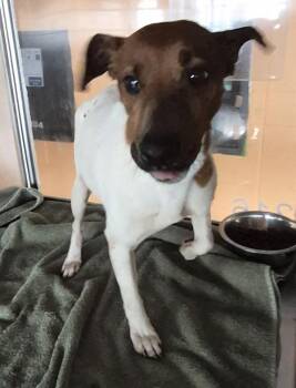 Jack Russell Terrier Dogs Available for Adoption in Lawrenceville, Georgia - Pen 216 Alfie | PetCurious