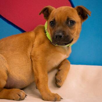 Cranberry -  Mixed Breed Dog for Adoption in Cheyenne, Wyoming - Cranberry | PetCurious