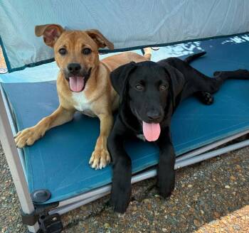 Clifford -  Labrador Retriever and Boxer Dog for Adoption - Clifford | PetCurious