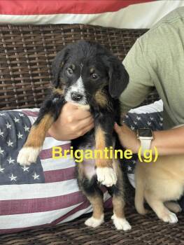 Brigantine -  Bernadoodle and Labradoodle Dog for Adoption in Manchester Township, New Jersey - Brigantine | PetCurious