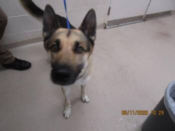 Cap(54) -  German Shepherd Dog Dog for Adoption in Marietta, Georgia - Cap(54) | PetCurious
