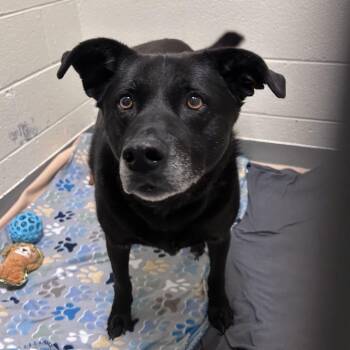 Mixed Breed Dogs Available for Adoption in Asheville, North Carolina - Annabelle | PetCurious