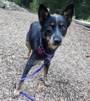 Pixie -  Australian Cattle Dog Blue Heeler Dog for Adoption in Paso Robles, California - Pixie | PetCurious