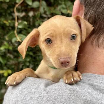 Chihuahua Dogs Available for Adoption - Ivy - *Available 2/28* Costa Mesa Location | PetCurious