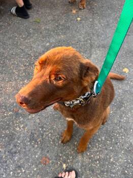 Goldie -  Mixed Breed Dog for Adoption in Edmonton, Alberta - Goldie | PetCurious