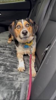 Beagle Dogs Available for Adoption - Valentina | PetCurious
