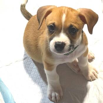 Bayou Boogie -  American Staffordshire Terrier and Jack Russell Terrier Dog for Adoption in Rockville, Maryland - Bayou Boogie | PetCurious