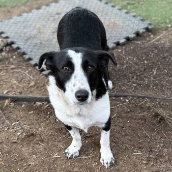 Darla -  Border Collie and Dachshund Dog for Adoption in Sacramento, California - Darla | PetCurious