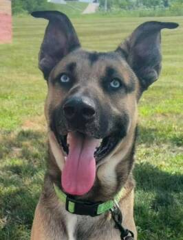Delbert -  German Shepherd Dog Dog for Adoption in Maryville, Missouri - Delbert | PetCurious