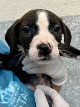 White Button -  Mixed Breed Dog for Adoption in Wichita, Kansas - White Button | PetCurious